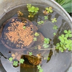 　花苗　ウォータークローバー