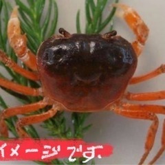 サワガニ　