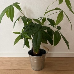 生活雑貨 家庭用品 ガーデニング