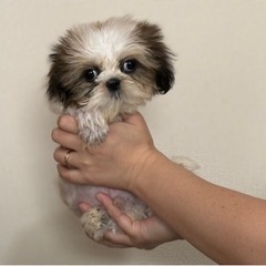 シーズー　子犬