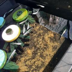みゆきメダカ卵50個500えん