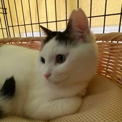 【里親様見つかりました】まんまるお餅ボディの可愛コちゃん♡ - 浜松市