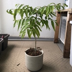 生活雑貨 家庭用品 ガーデニング