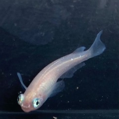 ポニョメダカの卵