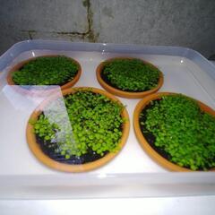 メダカ　観賞用　水草の画像