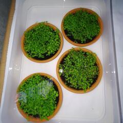 メダカ　観賞用　水草の画像
