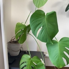 観葉植物　2個