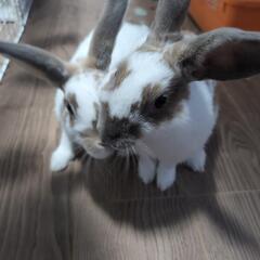 親子うさぎ（室内飼い可能な方）
