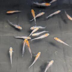 メダカ
