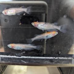 メダカの画像