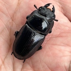国産オオクワガタ（阿古谷産）2ペアの画像