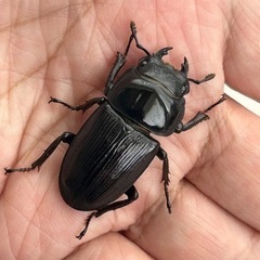 国産オオクワガタ（阿古谷産）2ペアの画像