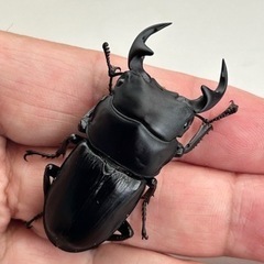 国産オオクワガタ（阿古谷産）2ペアの画像