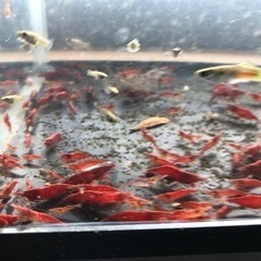 極火エビの画像