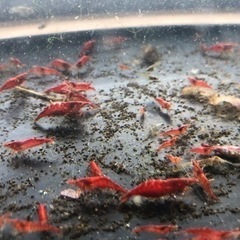 極火エビの画像