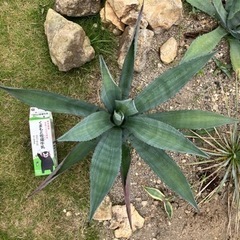 決まりました【直径約70cm】中型株アメリカーナ、アオノリュウゼツランの画像