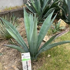 決まりました【直径約70cm】中型株アメリカーナ、アオノリュウゼツランの画像