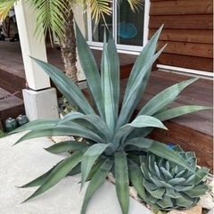 決まりました【直径約70cm】中型株アメリカーナ、アオノリュウゼツラン
