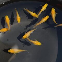 めだか  プラチナ牡丹 だるま1P
