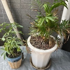 観葉植物 ガーデニング