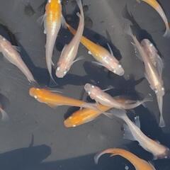 メダカ　めだか　　アマテラス　1Pの画像