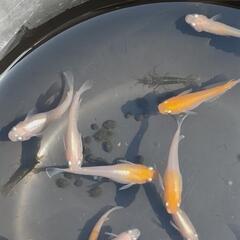 メダカ　めだか　　アマテラス　1Pの画像