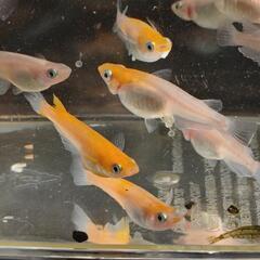 メダカ　めだか　　アマテラス　1Pの画像