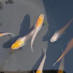 メダカ　めだか　　アマテラス　1Pの画像