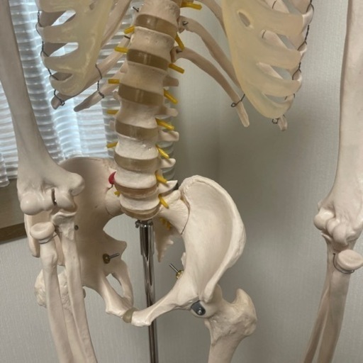【希望の方は27日にお願いいたします❣️】人体模型  骨格 整体 美容サロン 