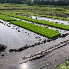新潟県産【つきあかりの苗】  なくなり次第終了
