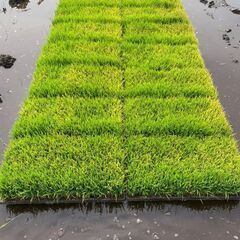新潟県産【つきあかりの苗】  なくなり次第終了の画像