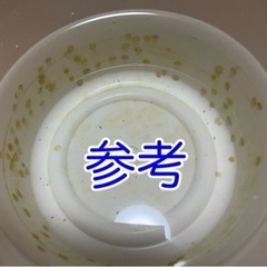 ラムズホーン 卵 40胞以上（1胞の卵の固まりから約10～20匹くらい生まれてきます。）の画像