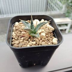 アガベ　エボリスピナ実生