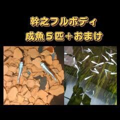 ☆固定率抜群☆　幹之メダカ　みゆき　フルボディ　鉄仮面　成魚　５...