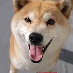 里親様決定 ｱﾘｶﾞﾄｳｺﾞｻﾞｲﾏｼﾀ!!🐶柴犬５歳♀🐶なつち...