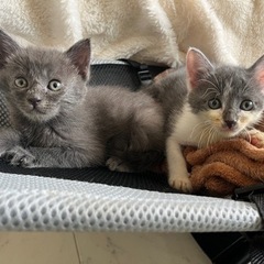 ちまちまきょうだいです❤️