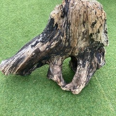流木、多種（イメージ画像）