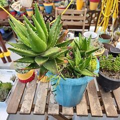 多肉植物不夜城　ルビーネックレス　セダム