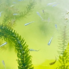 ミックスメダカ成魚10匹セット　青幹之 ヒメダカ 白メダカの画像
