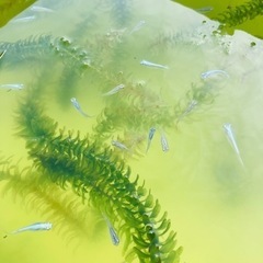 ミックスメダカ成魚10匹セット　青幹之 ヒメダカ 白メダカの画像