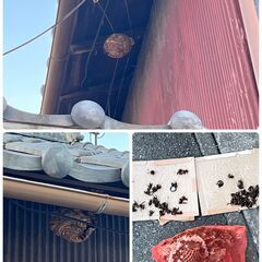ハチの巣駆除いたします！　街の便利屋さん − 群馬県