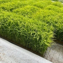 生活雑貨 家庭用品 ガーデニング