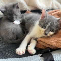 生後1ヶ月半の兄弟🐈‍⬛