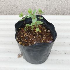オレガノ ‘ケント ビューティの画像