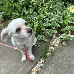 チワワとマルチーズのミックス犬里親募集