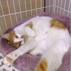 ★茶白の男の子★里親さん募集中