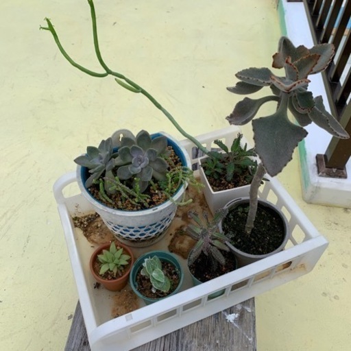 多肉植物☆大株