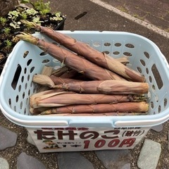 たけのこ　岐阜産