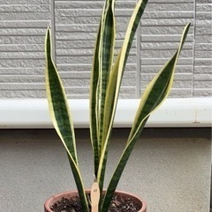 観葉植物 サンスベリア11の画像