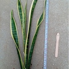 観葉植物 サンスベリア11の画像